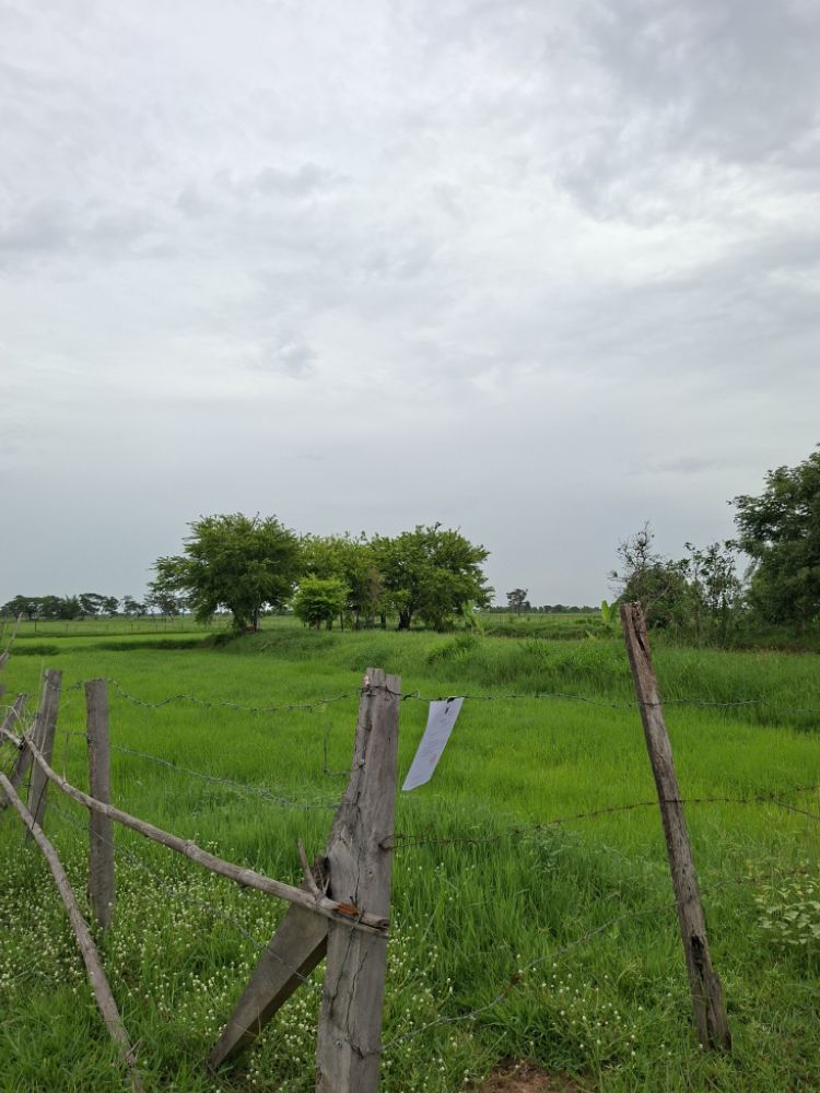 ขายทอดตลาด ที่ดินว่างเปล่า ต.ปะหลาน อ.พยัคฆภูมิพิสัย จ.มหาสารคาม