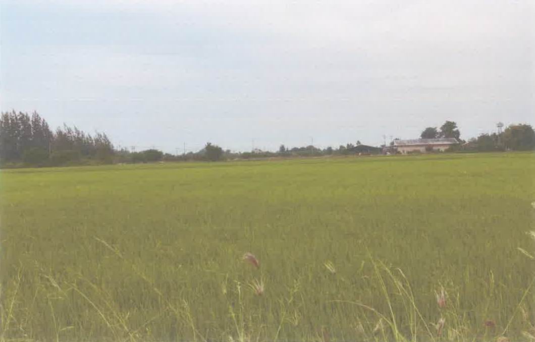 ขายทอดตลาด ที่ดินว่างเปล่า จ.สุพรรณบุรี