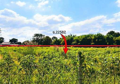 ขายทอดตลาด ที่ดินว่างเปล่า ต.หนองยาว อ.พนมสารคาม จ.ฉะเชิงเทรา