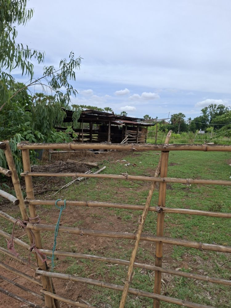ขายทอดตลาด ที่ดินพร้อมสิ่งปลูกสร้าง ต.หัวดง อ.นาดูน จ.มหาสารคาม