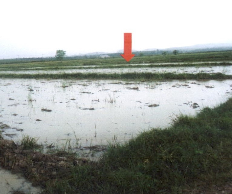 ขายทอดตลาด ที่ดินว่างเปล่า ต.ดอยลาน อ.เมืองเชียงราย จ.เชียงราย