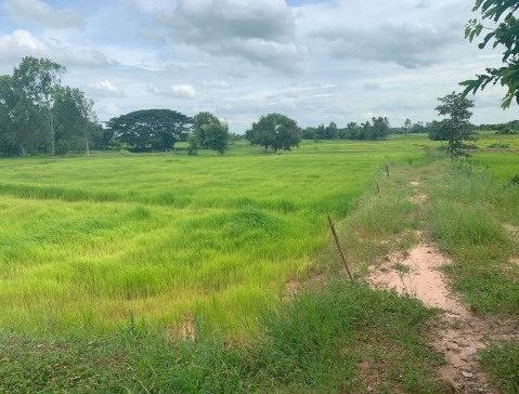 ขายทอดตลาด ที่ดินว่างเปล่า ต.เสือโก้ก อ.วาปีปทุม จ.มหาสารคาม