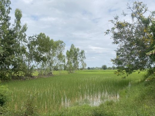 ขายทอดตลาด ที่ดินว่างเปล่า ต.ลาดพัฒนา อ.เมืองมหาสารคาม จ.มหาสารคาม