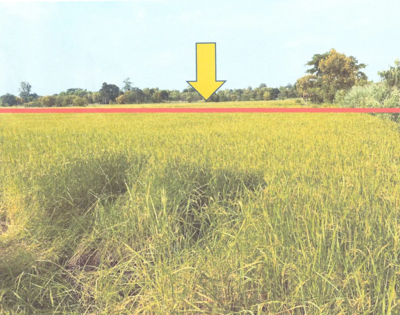 ขายทอดตลาด ที่ดินว่างเปล่า ต.ขามเรียน อ.ยางสีสุราช จ.มหาสารคาม