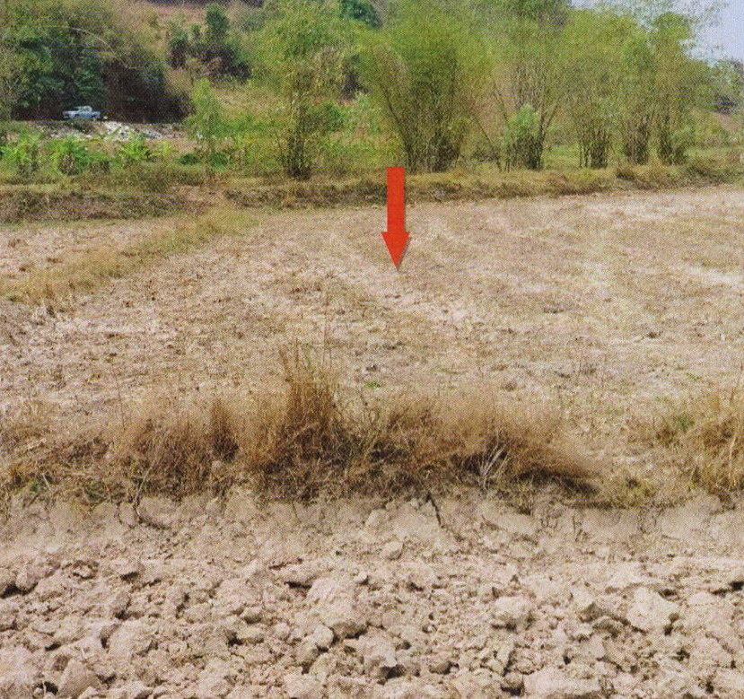 ขายทอดตลาด ที่ดินว่างเปล่า ต.ดอยลาน อ.เมืองเชียงราย จ.เชียงราย