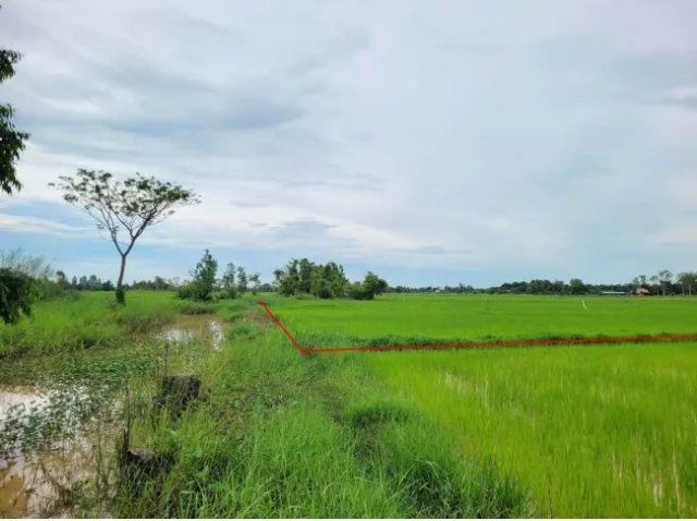ขายทอดตลาด ที่ดินว่างเปล่า ต.หัวขวาง อ.โกสุมพิสัย จ.มหาสารคาม