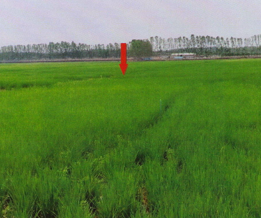 ขายทอดตลาด ที่ดินว่างเปล่า ต.ดอยลาน อ.เมืองเชียงราย จ.เชียงราย