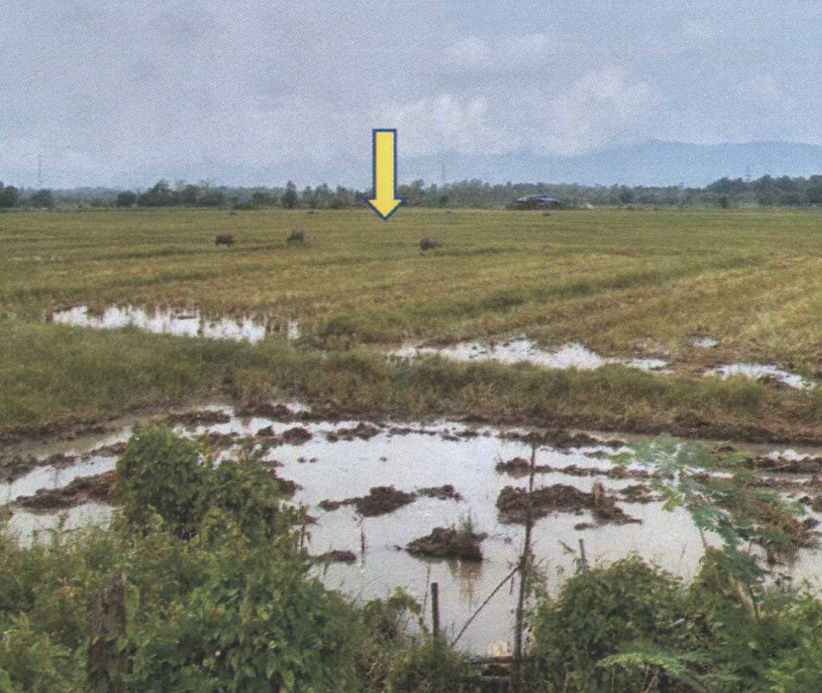 ขายทอดตลาด ที่ดินว่างเปล่า ต.ห้วยสัก อ.เมืองเชียงราย จ.เชียงราย