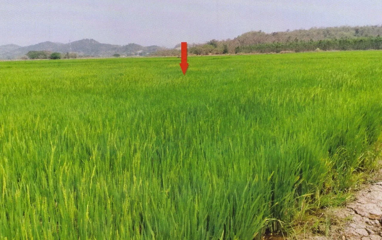 ขายทอดตลาด ที่ดินว่างเปล่า ต.ดอยลาน อ.เมืองเชียงราย จ.เชียงราย