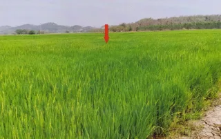 รูปทรัพย์ 1