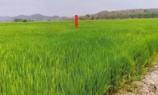 รูปทรัพย์ 2