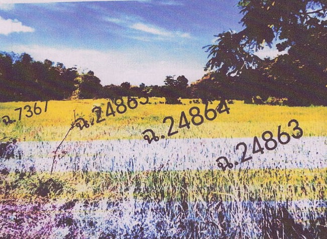 ขายทอดตลาด ที่ดินว่างเปล่า จ.มุกดาหาร