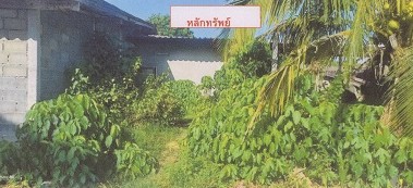 ขายทอดตลาด ที่ดินพร้อมสิ่งปลูกสร้าง ต.นาโยงเหนือ อ.นาโยง จ.ตรัง