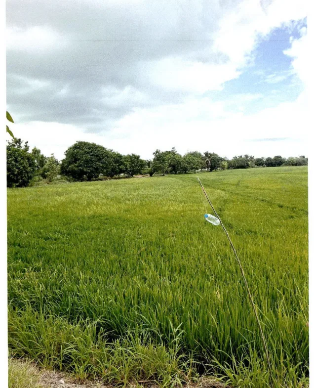 ขายทอดตลาด ที่ดินว่างเปล่า ต.สระพังลาน อ.อู่ทอง จ.สุพรรณบุรี