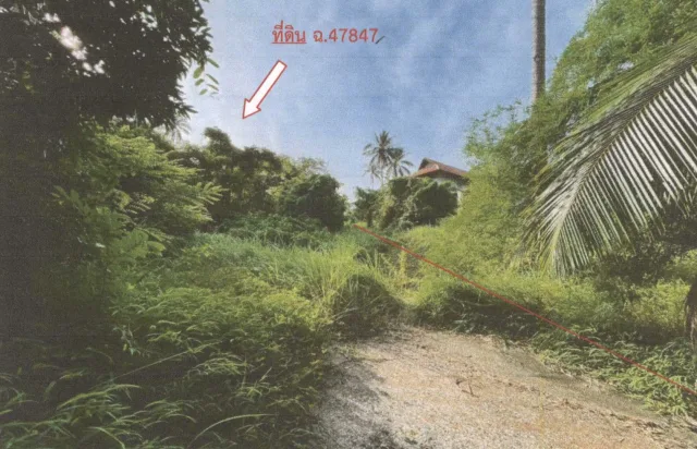 ขายทอดตลาด ที่ดินว่างเปล่า ต.ตลิ่งงาม อ.เกาะสมุย จ.สุราษฎร์ธานี