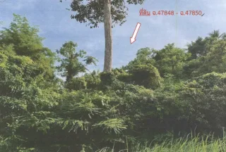 รูปทรัพย์ 2