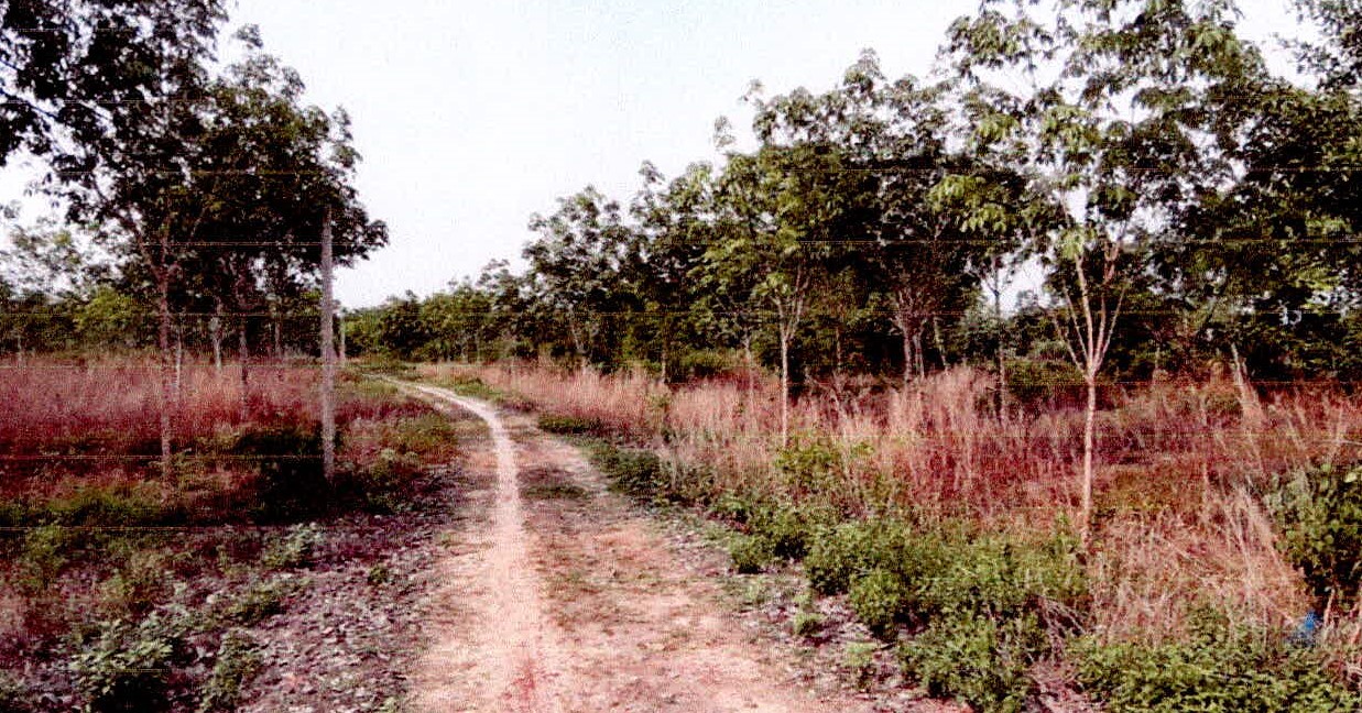 ขายทอดตลาด ที่ดินพร้อมสิ่งปลูกสร้าง ต.หนองหมี อ.กุดชุม จ.ยโสธร