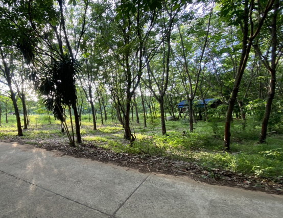 ขายทอดตลาด ที่ดินว่างเปล่า ต.สร้างมิ่ง อ.เลิงนกทา จ.ยโสธร