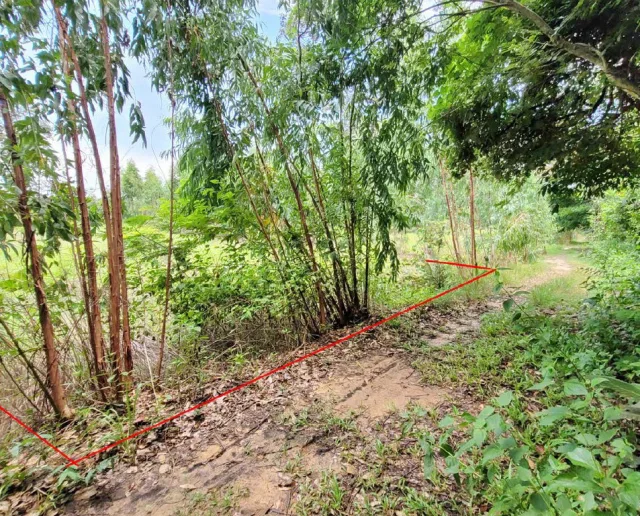 ขายทอดตลาด ที่ดินว่างเปล่า ต.โคกนาโก อ.ป่าติ้ว จ.ยโสธร