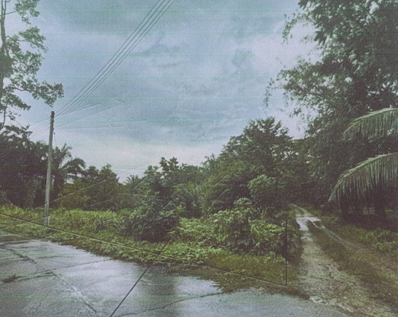 ขายทอดตลาด ที่ดินว่างเปล่า ต.ท่าแซะ อ.ท่าแซะ จ.ชุมพร