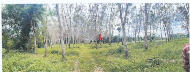 ขายทอดตลาด ที่ดินว่างเปล่า ต.อิปัน อ.พระแสง จ.สุราษฎร์ธานี