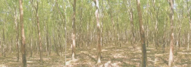 ขายทอดตลาด ที่ดินว่างเปล่า ต.ทุ่งเตาใหม่ อ.บ้านนาสาร จ.สุราษฎร์ธานี