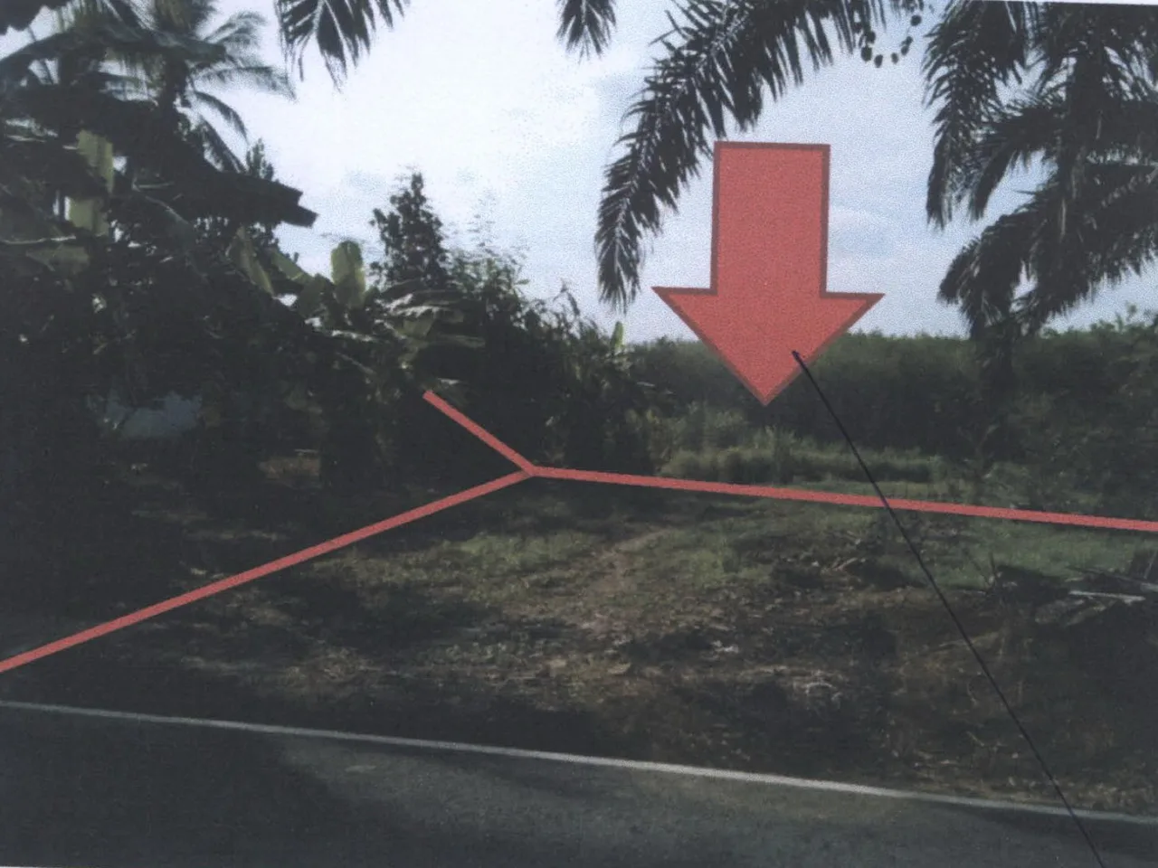ขายทอดตลาด ที่ดินว่างเปล่า ต.บางเป้า อ.กันตัง จ.ตรัง