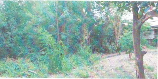 รูปทรัพย์ 2