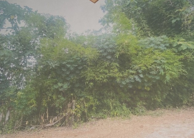 ขายทอดตลาด ที่ดินว่างเปล่า ต.หนองปลาปาก อ.ศรีเชียงใหม่ จ.หนองคาย