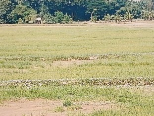 ขายทอดตลาด ที่ดินว่างเปล่า ต.โพนทอง อ.โพธิ์ตาก จ.หนองคาย