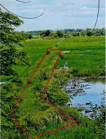 ขายทอดตลาด ที่ดินว่างเปล่า ต.ท่าบ่อ อ.ท่าบ่อ จ.หนองคาย
