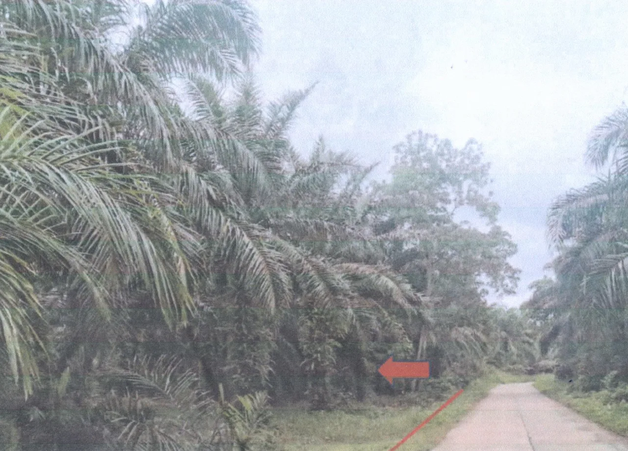 ขายทอดตลาด ที่ดินว่างเปล่า ต.บ้านนา อ.เมืองชุมพร จ.ชุมพร