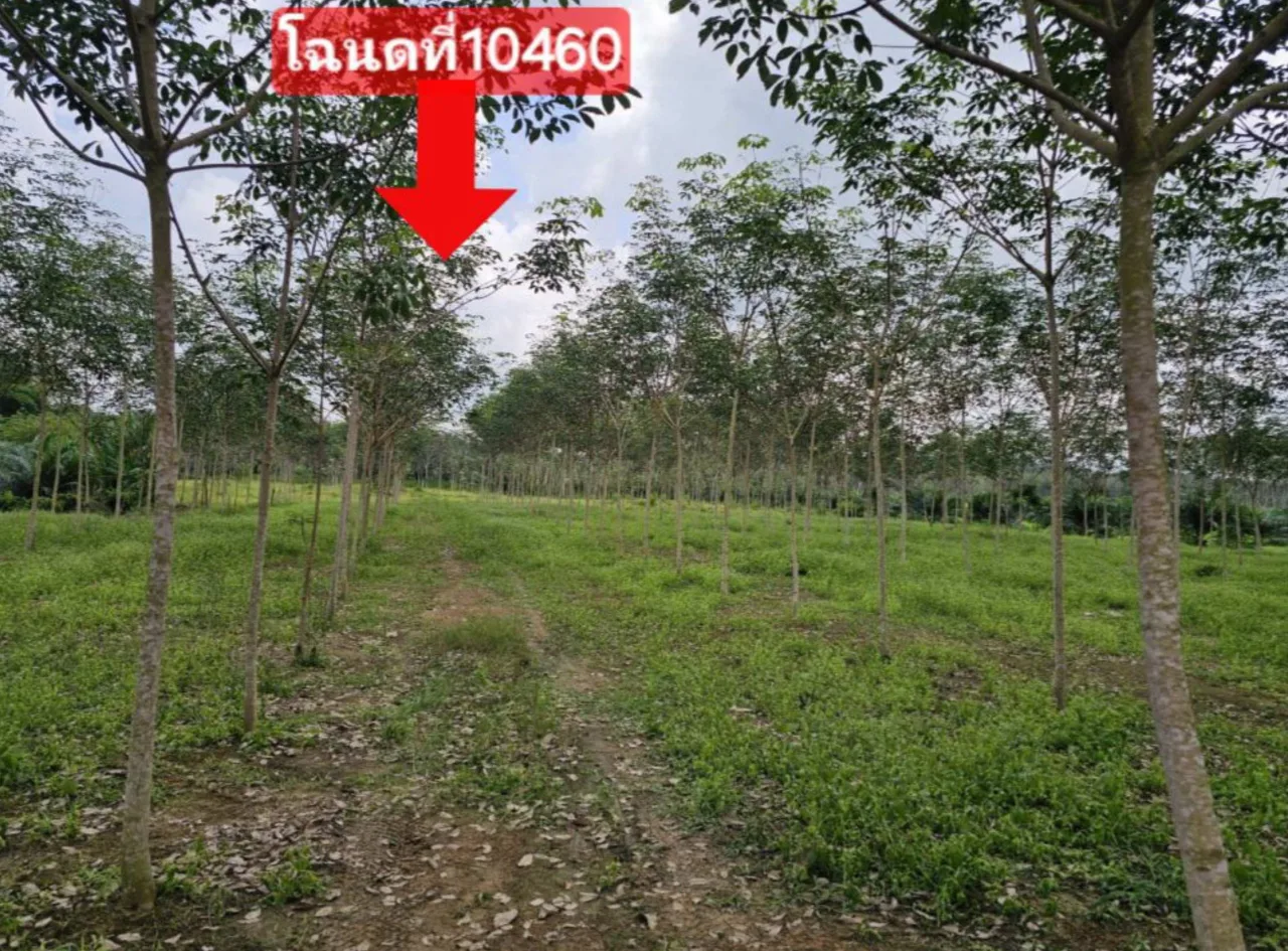 ขายทอดตลาด ที่ดินว่างเปล่า ต.ละมอ อ.นาโยง จ.ตรัง