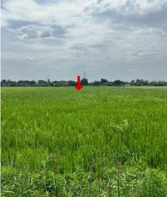 ขายทอดตลาด ที่ดินว่างเปล่า แขวงโคกแฝด เขตหนองจอก จ.กรุงเทพมหานคร