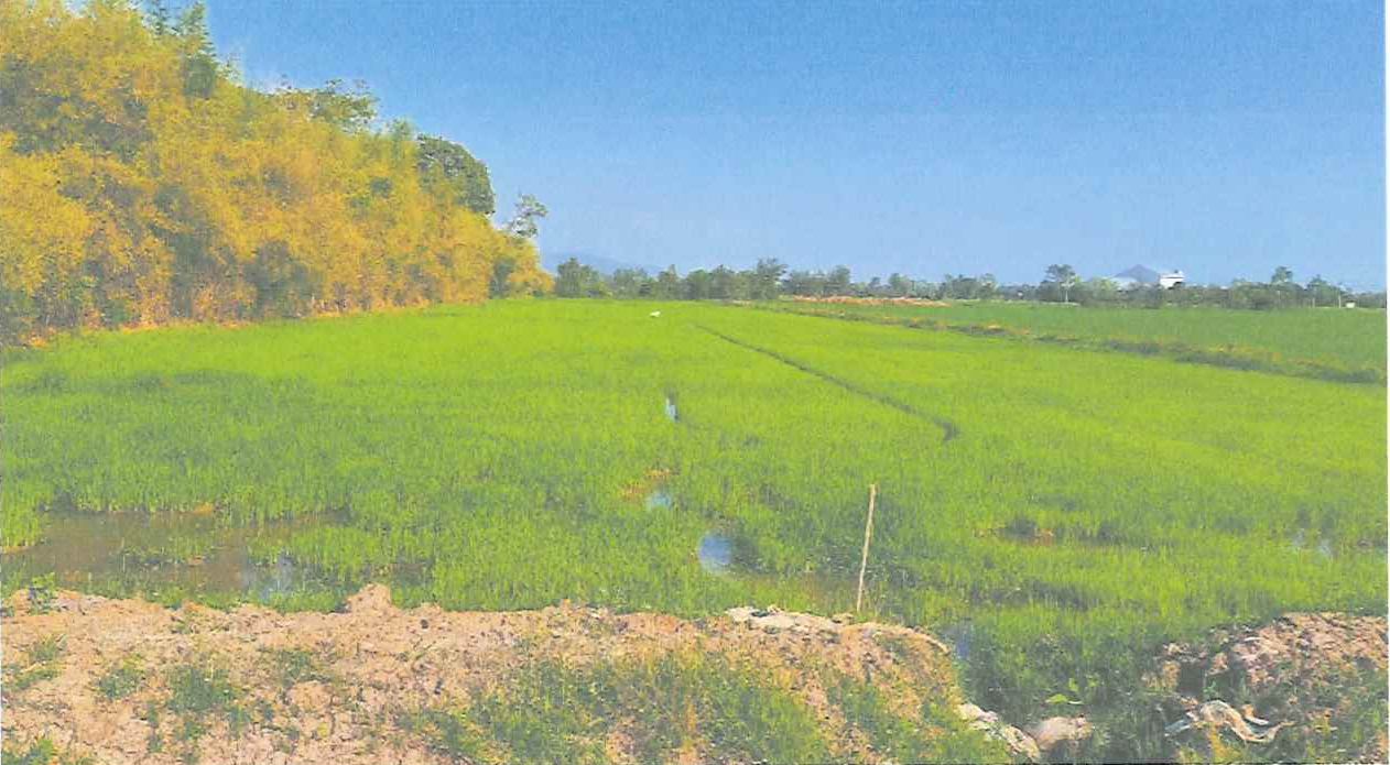 ขายทอดตลาด ที่ดินว่างเปล่า ต.เสือโฮก อ.เมืองชัยนาท จ.ชัยนาท