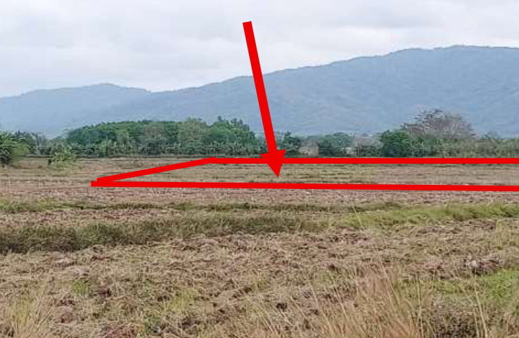 ขายทอดตลาด ที่ดินว่างเปล่า ต.ทุ่งก่อ อ.เวียงเชียงรุ้ง จ.เชียงราย