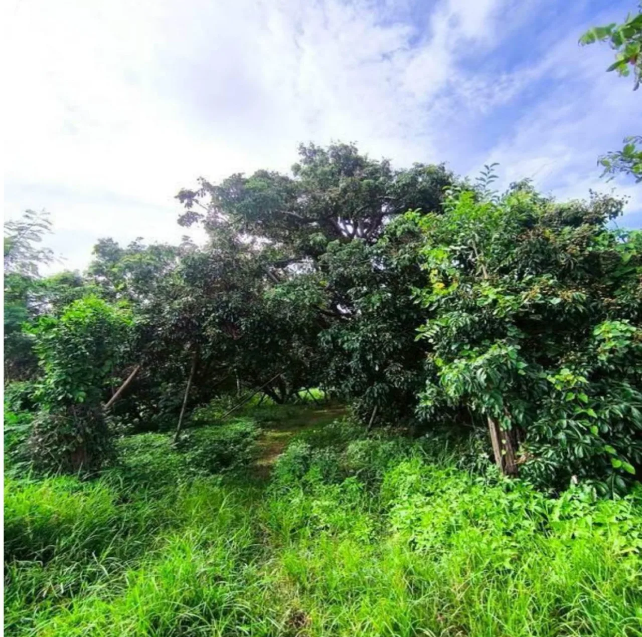 ขายทอดตลาด ที่ดินว่างเปล่า จ.ลำพูน