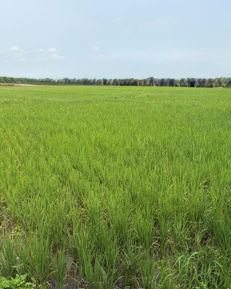 ขายทอดตลาด ที่ดินว่างเปล่า จ.ลำพูน