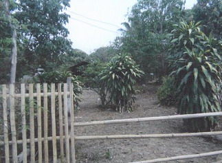 ขายทอดตลาด ที่ดินว่างเปล่า จ.ลำพูน