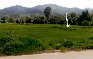 รูปทรัพย์ 2