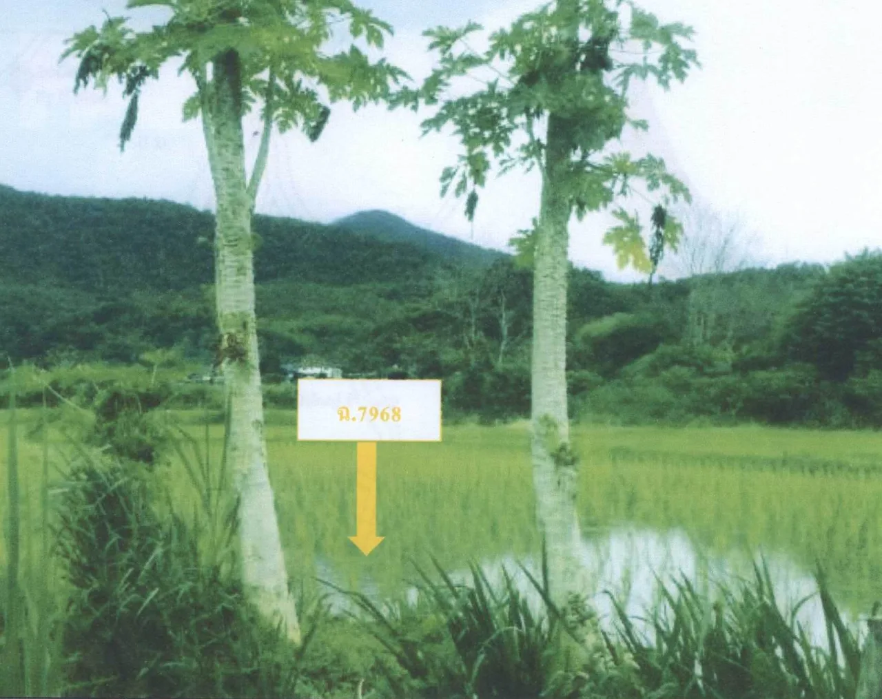 ขายทอดตลาด ที่ดินว่างเปล่า จ.แม่ฮ่องสอน