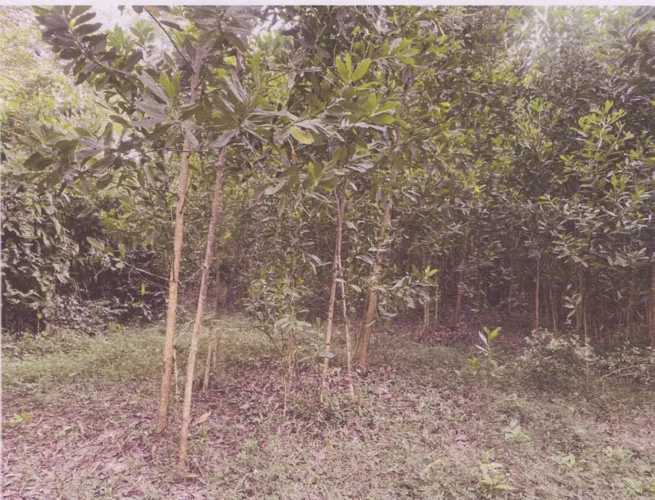 ขายทอดตลาด ที่ดินว่างเปล่า ต.ท่าพญา อ.ปะเหลียน จ.ตรัง