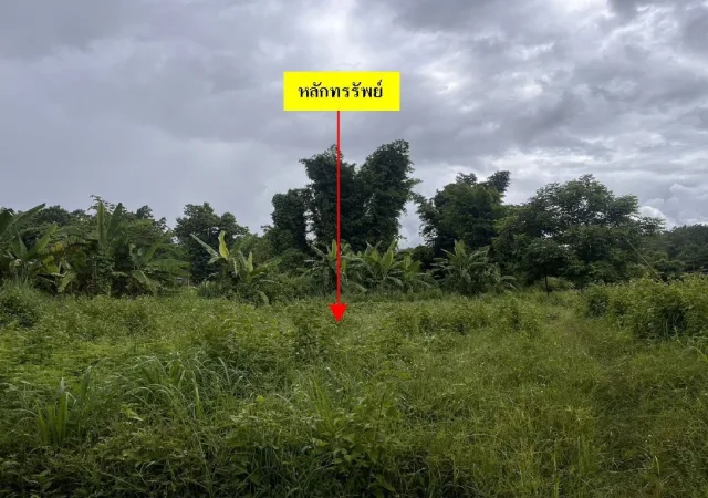 ขายทอดตลาด ที่ดินว่างเปล่า ต.แม่คง อ.แม่สะเรียง จ.แม่ฮ่องสอน