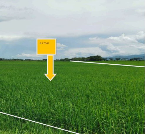 ขายทอดตลาด ที่ดินว่างเปล่า ต.ม่วงคำ อ.พาน จ.เชียงราย