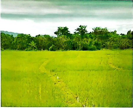 ขายทอดตลาด ที่ดินว่างเปล่า จ.ลำพูน