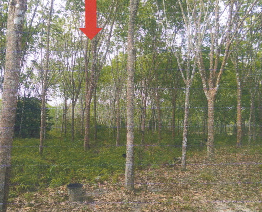 ขายทอดตลาด ที่ดินว่างเปล่า จ.ตรัง