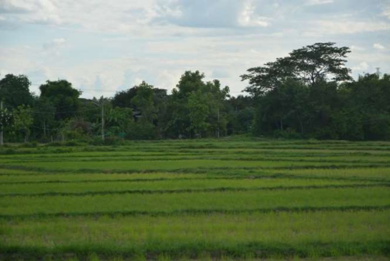 ขายทอดตลาด ที่ดินว่างเปล่า จ.ลำพูน