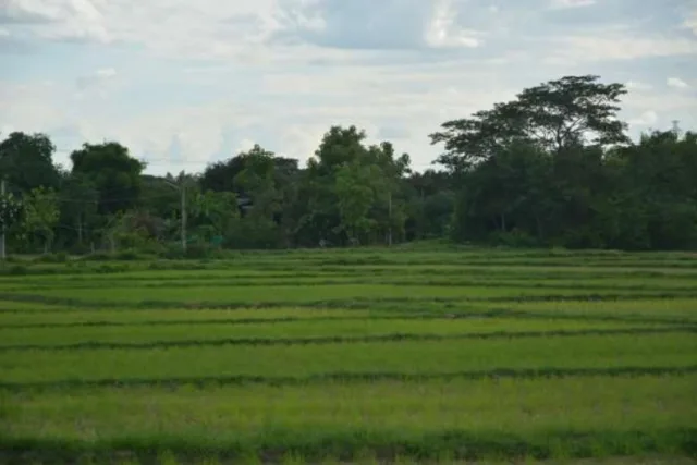 ขายทอดตลาด ที่ดินว่างเปล่า จ.ลำพูน