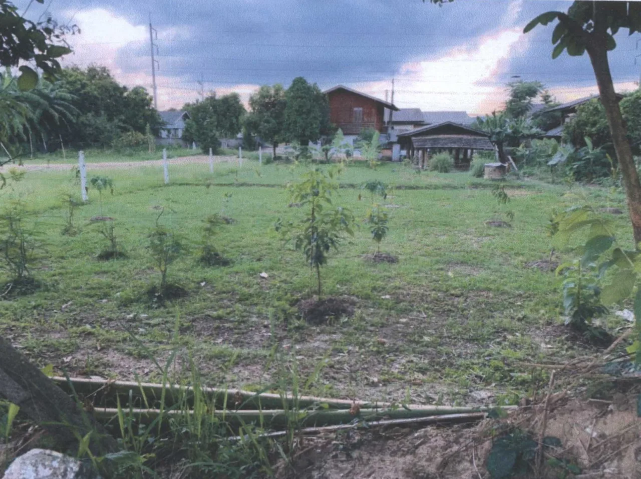 ขายทอดตลาด ที่ดินว่างเปล่า ต.ป่างิ้ว อ.เวียงป่าเป้า จ.เชียงราย