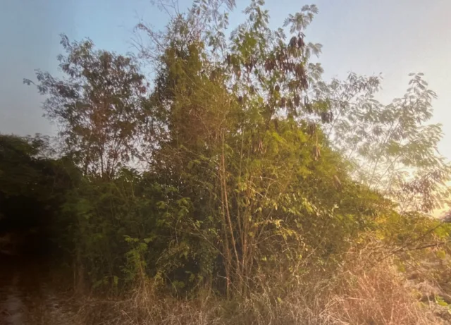 ขายทอดตลาด ที่ดินว่างเปล่า ต.หนองหนาม อ.เมืองลำพูน จ.ลำพูน